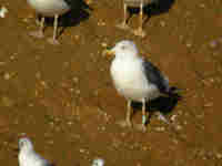 Goéland brun Larus fuscus UN8