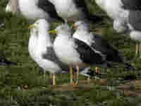 Goéland brun Larus fuscus AA