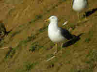 Goéland brun Larus fuscus BF