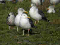 Goéland brun Larus fuscus GU