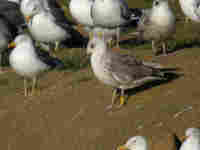 Goéland brun Larus fuscus H·077