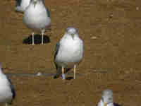 Goéland brun Larus fuscus KC.AZ