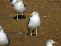 Goéland brun Larus fuscus KC.AZ