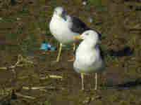 Goéland brun Larus fuscus M5