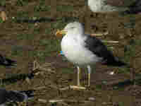 Goéland brun Larus fuscus S2