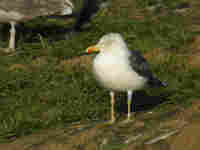 Goéland brun Larus fuscus S2