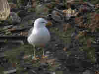 Goéland brun Larus fuscus EU