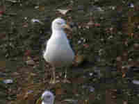 Goéland brun Larus fuscus H2