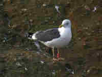 Goéland brun Larus fuscus TLC