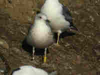 Goéland brun Larus fuscus H·077