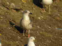 Goéland brun Larus fuscus H·210