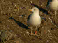 Goéland brun Larus fuscus NHS