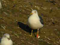 Goéland brun Larus fuscus TLC