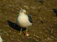 Goéland brun Larus fuscus TLC