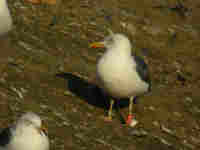 Goéland brun Larus fuscus TLC