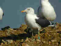 Goéland brun Larus fuscus EJ58