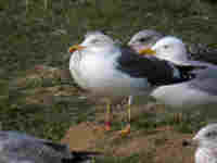 Goéland brun Larus fuscus