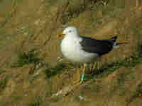 Goéland brun Larus fuscus SC4