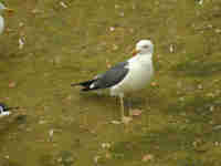 Goéland brun Larus fuscus CVT