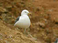 Goéland brun Larus fuscus A·T