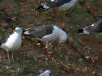 Goéland brun Larus fuscus E/E634