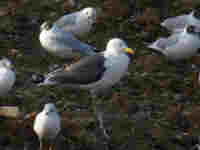 Goéland brun Larus fuscus