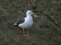 Goéland brun Larus fuscus M5