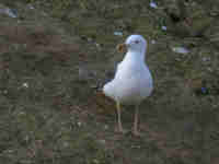 Goéland brun Larus fuscus M5