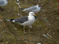 Goéland brun Larus fuscus S4