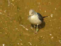 Goéland brun Larus fuscus 3PF