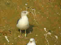 Goéland brun Larus fuscus 3PF