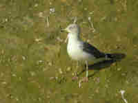 Goéland brun Larus fuscus 3PF