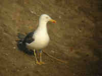 Goéland brun Larus fuscus BE