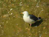 Goéland brun Larus fuscus E9