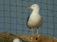 Goéland brun Larus fuscus GU