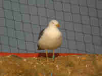 Goéland brun Larus fuscus graellsii KN8