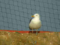 Goéland brun Larus fuscus graellsii KN8