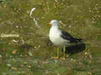 Goéland brun Larus fuscus S4