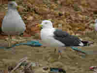 Goéland brun Larus fuscus BU