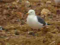 Goéland brun Larus fuscus G·LAK