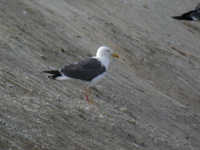 Goéland brun Larus fuscus 028N