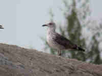 Goéland brun Larus fuscus