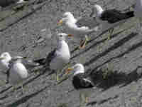 Goéland brun Larus fuscus