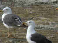 Goéland brun Larus fuscus 26