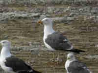 Goéland brun Larus fuscus 5·T0