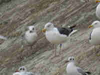 Goéland brun Larus fuscus 0L