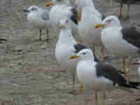 Goéland brun Larus fuscus