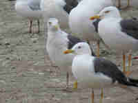 Goéland brun Larus fuscus