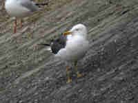 Goéland brun Larus fuscus P9