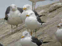 Goéland brun Larus fuscus P9